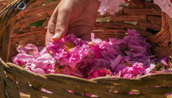 سنت گلابگیری در کاشان